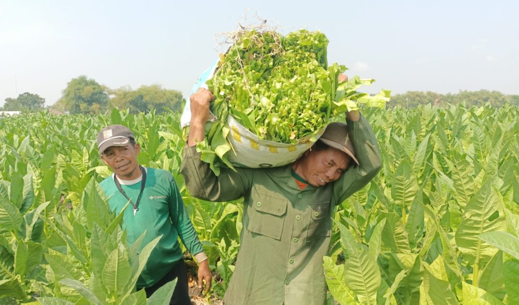 Rumit, Monev DBHCHT Kabupaten Sumenep Belum Rampung